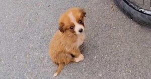 A Stray Puppy Found A Cyclist On Arduous Journey And Wanted
To Go With Him