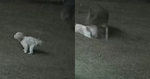 Brave Cat Defends Canine Friend from Coyote Attack in
Edmond, Oklahoma