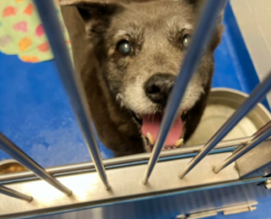 Couple Drops Off 13 Yr Old Dog Because They Have No Time For
Her