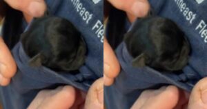 Cute Alert – Tiny Puppy Fits in Owner’s T-Shirt
Pocket