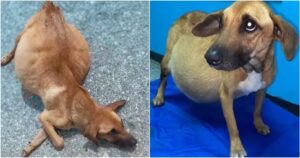 Dog Thrown From Truck For Expecting Puppies Isn’t
Pregnant