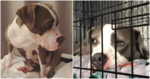 Dog ‘On The List’ Cries Of Distress Vibrated Shelter
Walls