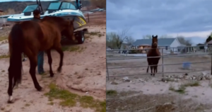 Equine Brothers Harley and Koda Embrace After Long
Separation
