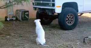 Family’s Deaf Dog Persistently Stared At Broken Down Truck
In Driveway