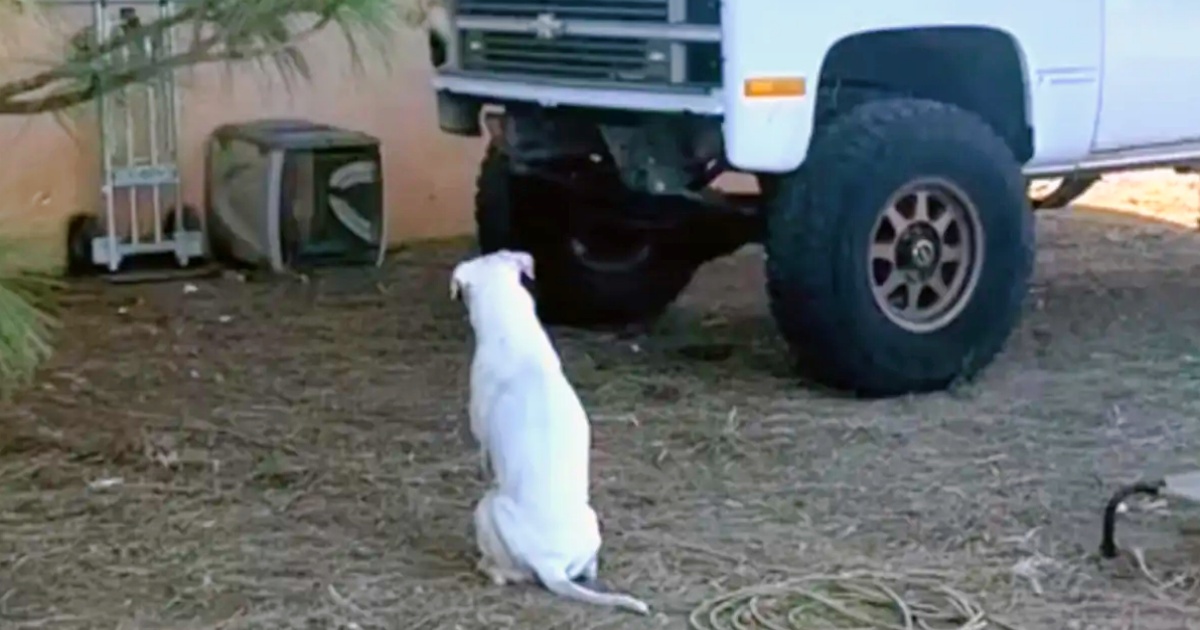 Family’s Deaf Dog Persistently Stared At Broken Down Truck
In Driveway
