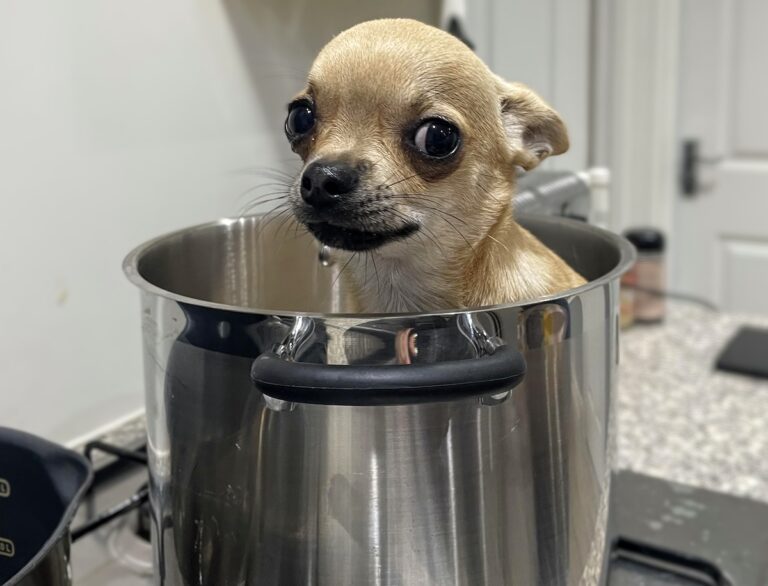 Fred Is Broken: Tales of a Strange Little Dog (with
Video)