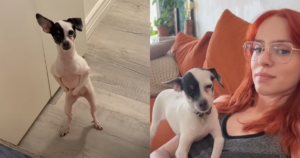 “From Sheltered to Cherished” Cassie’s Journey with Squish,
the Dog with a Rat-like Charm