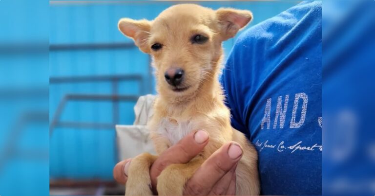 Guy Confiscates Starved Dog, Woman Threatens To Replace
Her