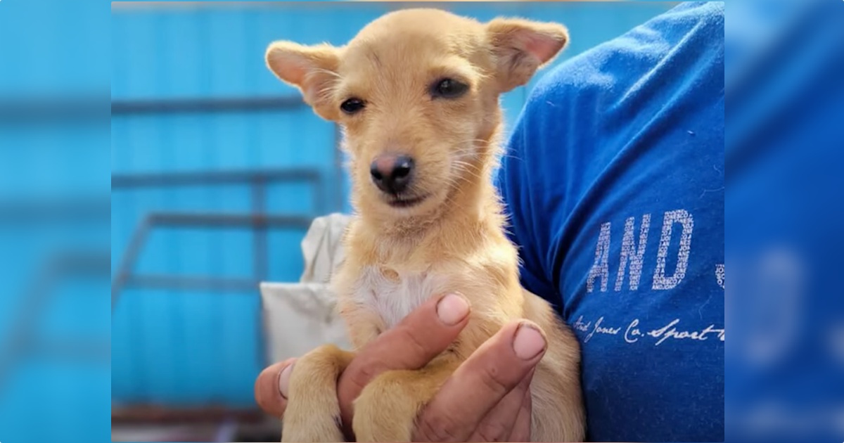 Guy Confiscates Starved Dog, Woman Threatens To Replace
Her