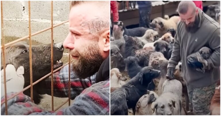Guy Speaks To Dog In Compound Crying Of Their Plight,
Considers Saving Them All