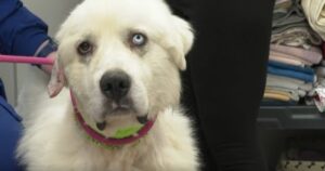 Heroic Dog Confronts Coyotes to Protect Sheep