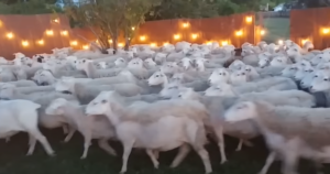 Hilarious Invasion: 200 Uninvited Guests Turn Quiet Evening
into a Sheepy Spectacle