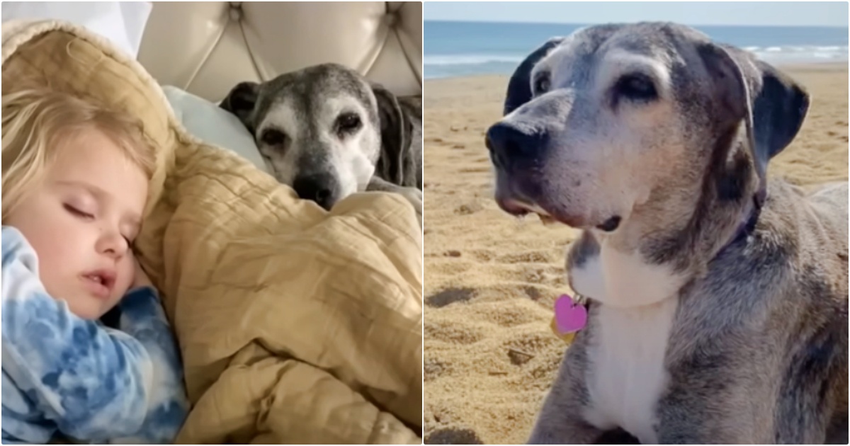 Hospice Dog Is So Devoted To Her Family That She Won’t Cross
Over