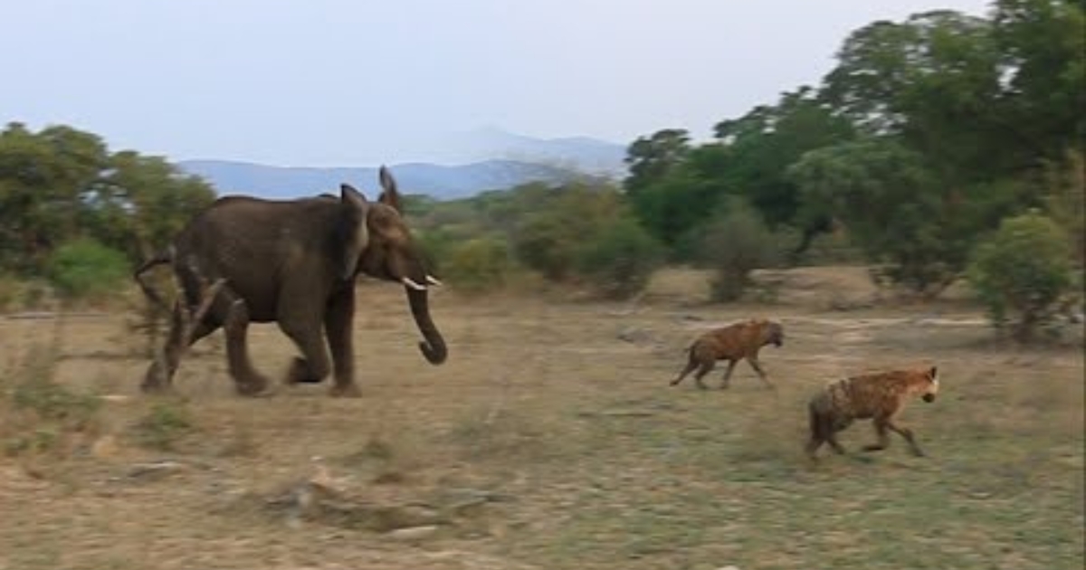 Injured Lion Saved by Elephant as Hyenas Close In