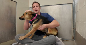 Miniature German Shepherd Abandoned In Home Depot Parking
Lot, Hears “Good Girl” for the First Time
