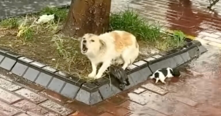 Mother Dog Fiercely Guarded Her Puppies Before She Up And
Left