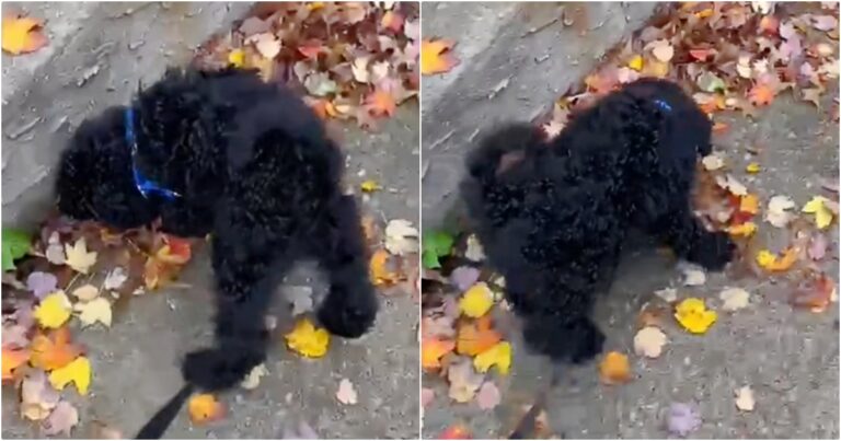 Puppy Sifts Through Fallen Leaves, Uncovers Impressive
Find