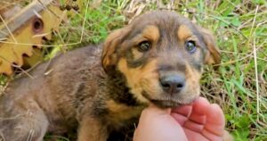 Puppy’s Sad Eyes Twinkle When Man Lifts His Face And Vows To
Heal His Wounds