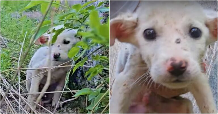 Puppy’s Search For Food Caused Him To Fall Into A Hole In
Desolate Area