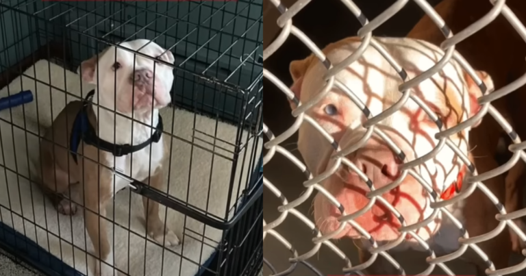“Rescued and Redeemed” A Once-Abandoned Dog Finds His
Forever Home
