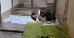 Sad Dog Keeps Staring at Wall After Being Taken Back to
Shelter