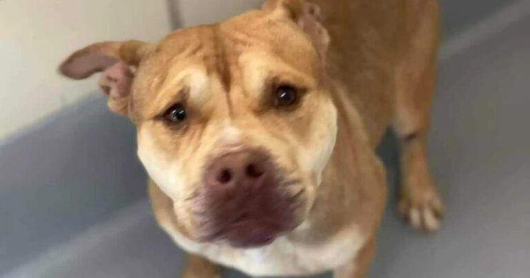 She Begged the Animal Shelter for Another Shot, Then Things
Took a Turn