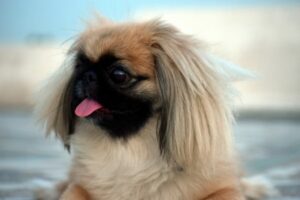 The 15 Best Temperament Dog Breeds For Quiet
Households