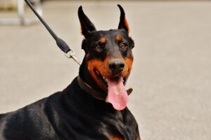 The 8 Dog Breeds That Are The Most Protective of
Family