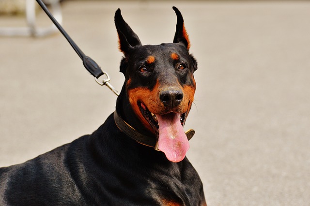 The 8 Dog Breeds That Are The Most Protective of
Family