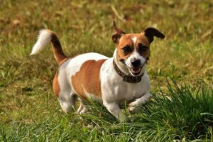 The 8 Most Spirited Dog Breeds