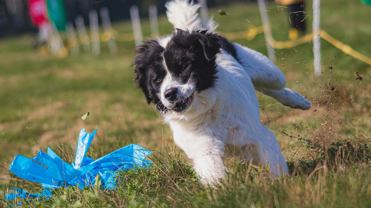 The Best Ways To Exercise Your Dog