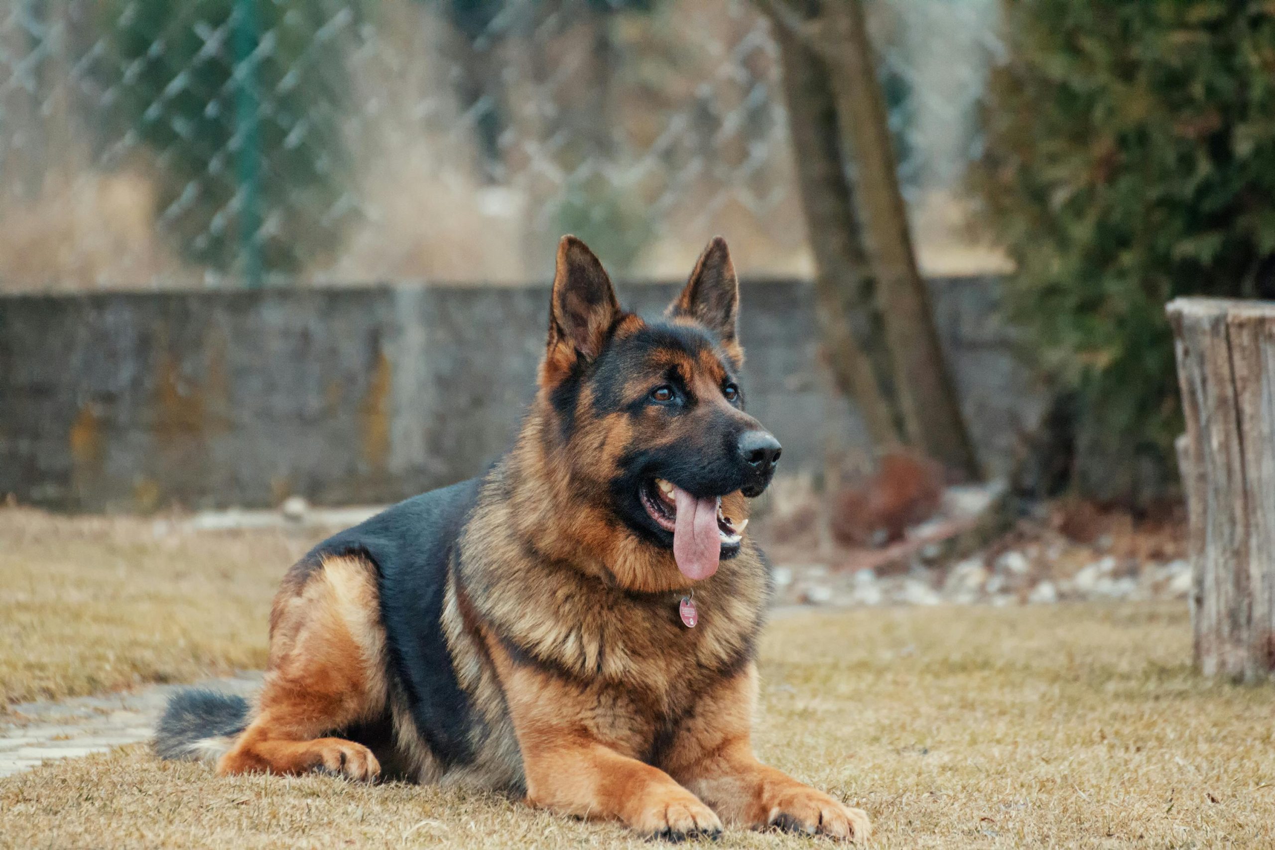 The Gross Reason Why Dogs Sometimes Eat Poop