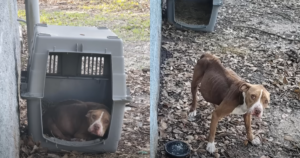 The Year-Long Vigil of a Devoted Dog Awaiting Her Owner’s
Return in a Lonely Shelter