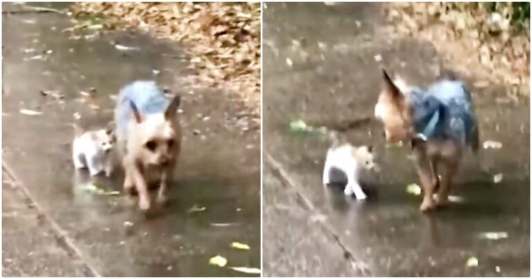 Tiny Stray Kitten Chooses Yorkie To Follow Home &amp; He
Encourages Her Every Step