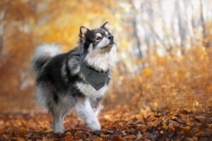 Top 10 Dog Breeds That Adore Their Owners