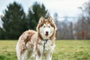 Top 10 Dog Breeds That Shed The Most