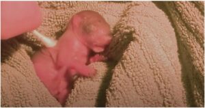 Woman Finds Little “Pink Blob” Lying On Ground, Grows Up To
Be Cute And Wild